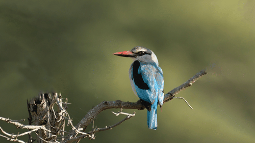 A solitary bird sitting on a tree branch with the background blurred - Black Thunder, Coimbatore