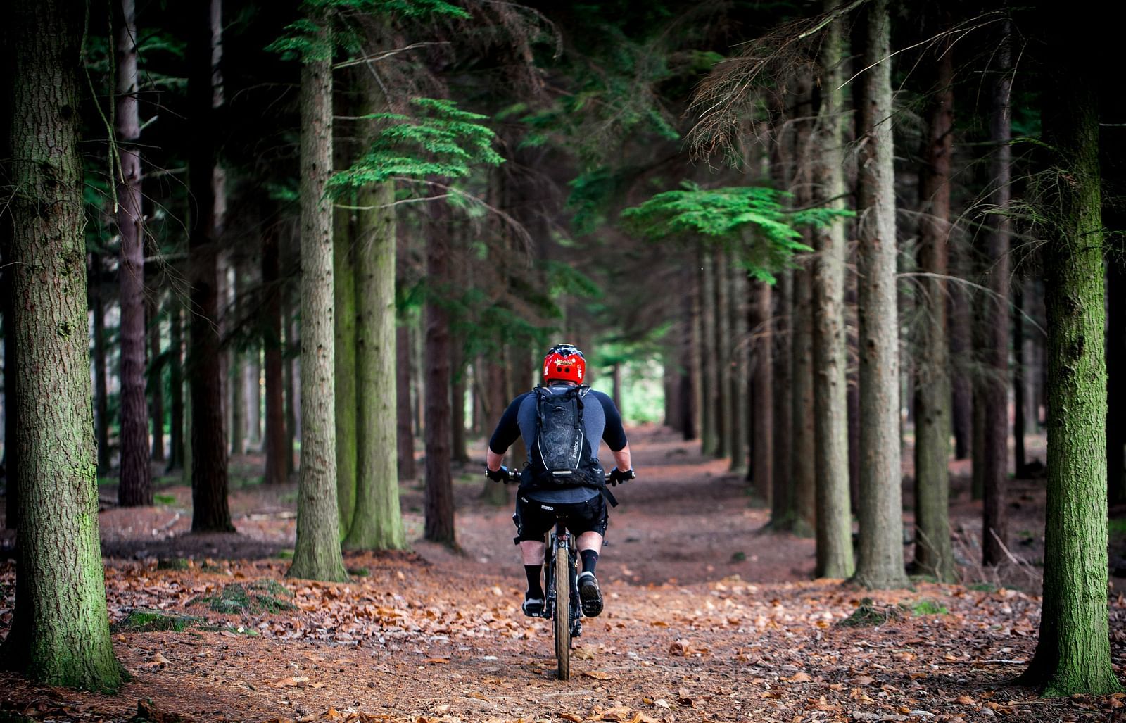 An image of a person cycling through the woods in the forest