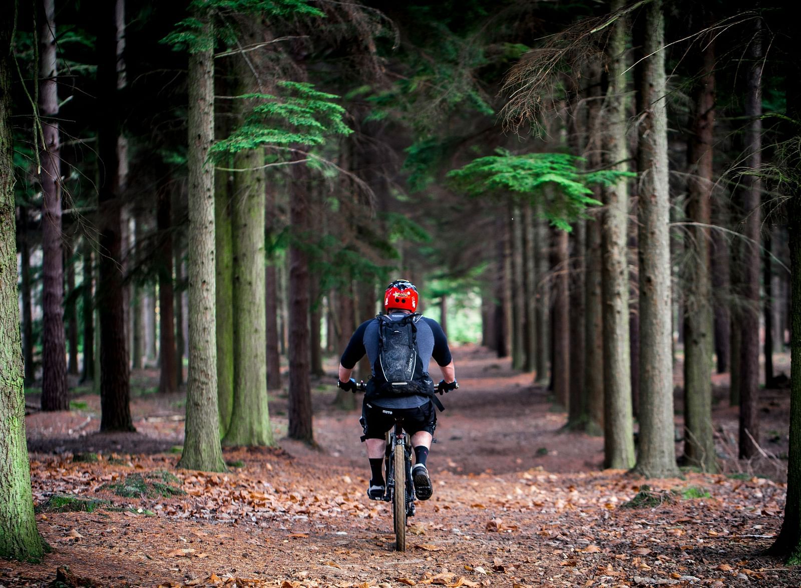 An image of a person cycling through the woods in the forest