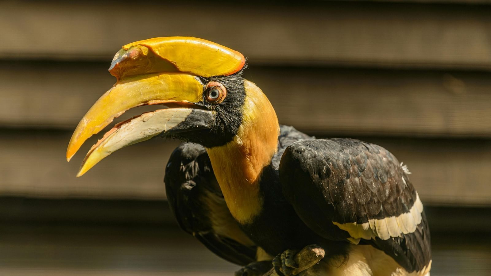 A close up image of yellow and black Great Hornbill bird with the background blurred.