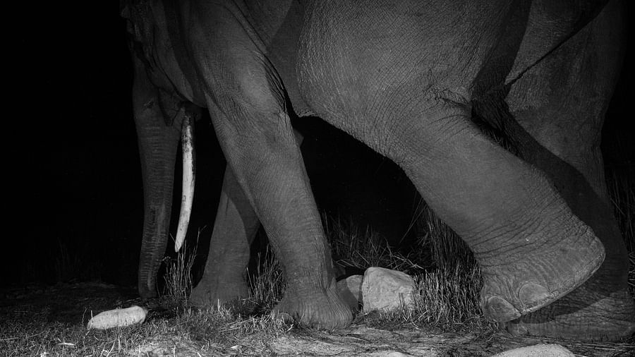  A close-up photo of an elephant's legs walking on the ground.