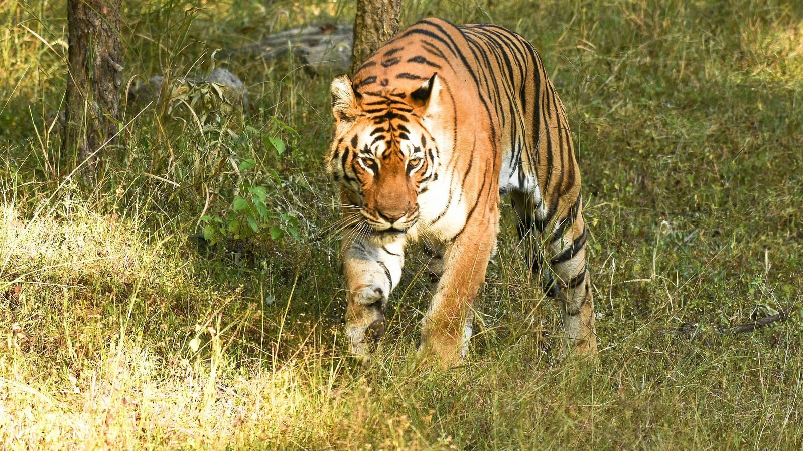 A close up shot of a tiger walking on the grass.