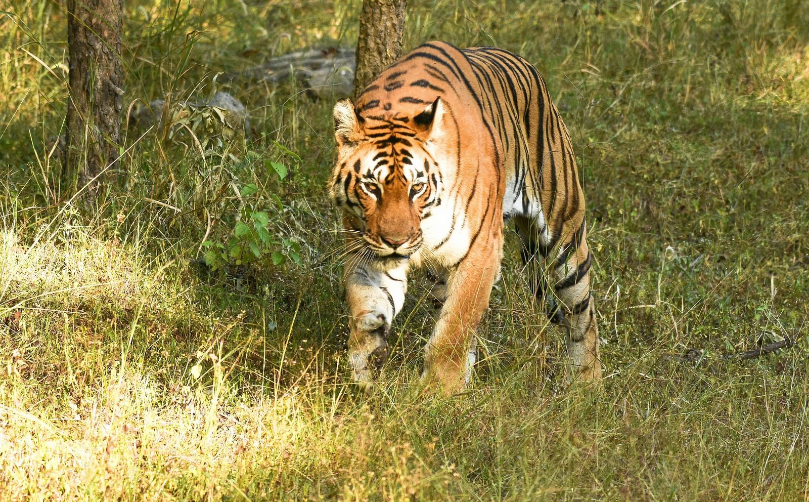 A close up shot of a tiger walking on the grass in Tadoba.