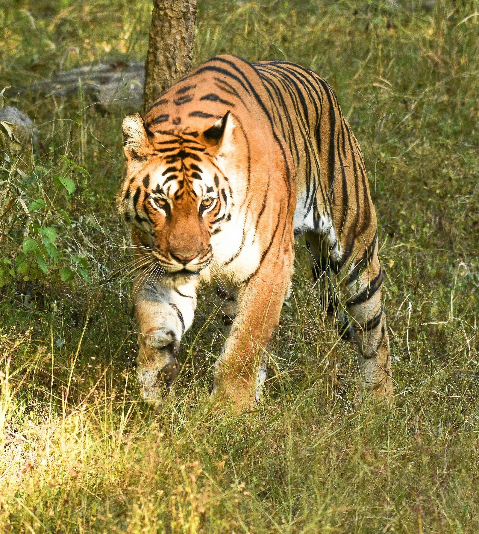 A close up shot of a tiger walking on the grass in Tadoba.