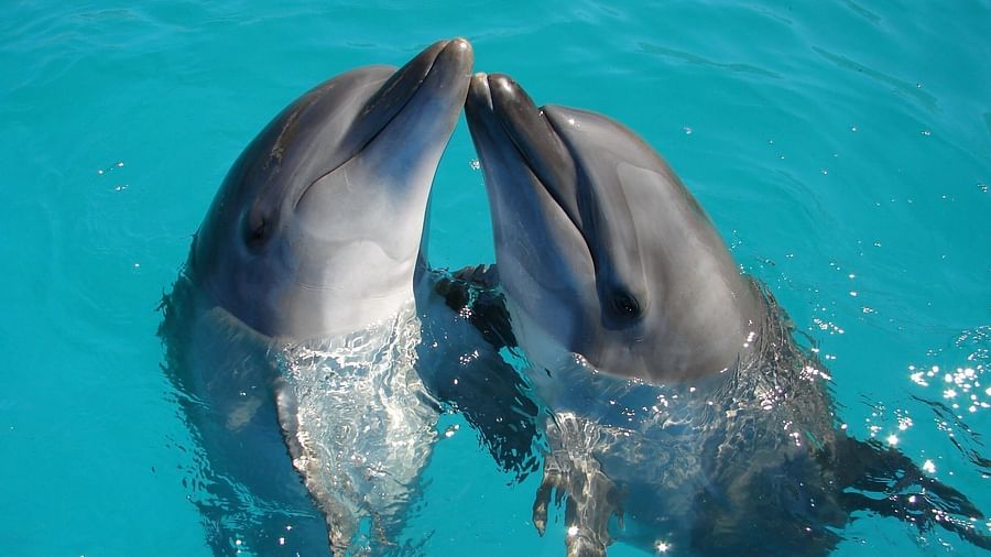 Two dolphins playing with each other