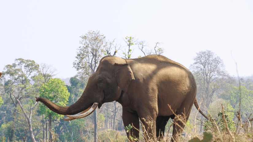 An elephant in a plain, with forested hills in the background, showing open terrain and the animal moving across dry ground.
