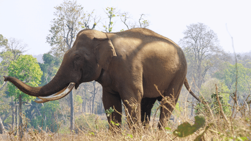 pexels-sanketgraphy-35396257