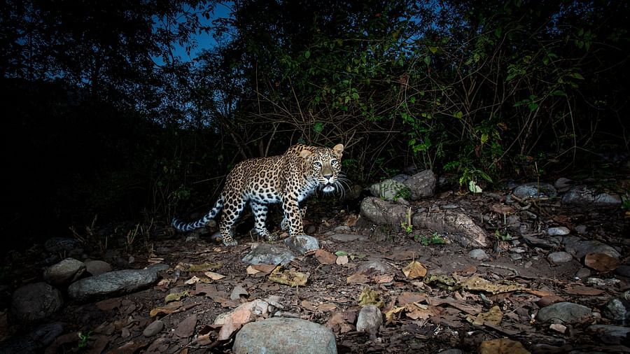 a leopard walking in the woods at night - The Jamoon, Corbett