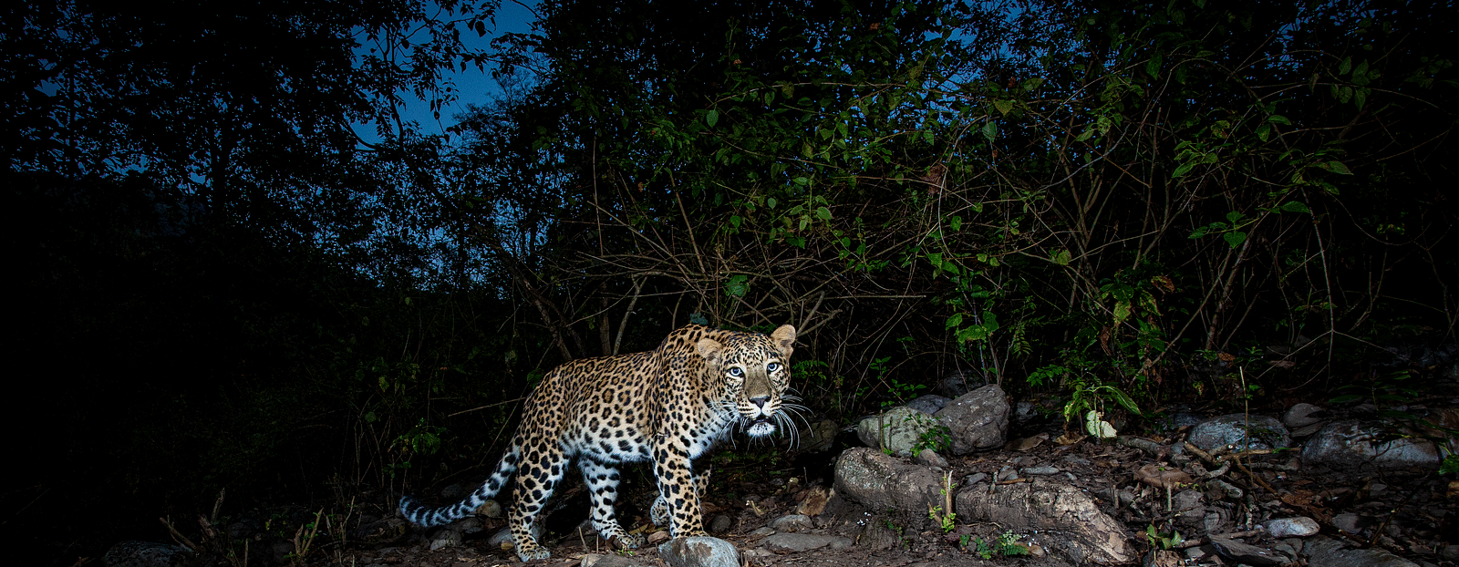 a leopard walking in the woods at night - The Jamoon, Corbett