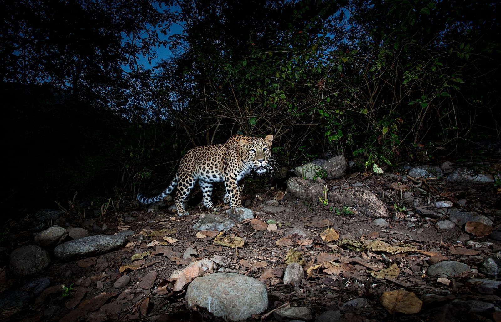 a leopard walking in the woods at night - The Jamoon, Corbett