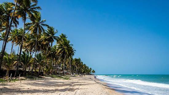 An image showing a trail of coconut trees on the ocean shore meeting at a vanishing point at distance