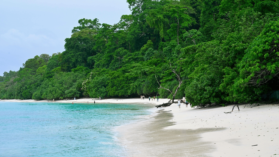 A secluded beach with lush greenery and clear turquoise water.