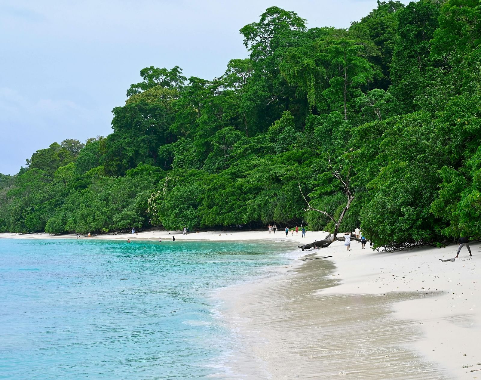 Pristine beach with clear turquoise waters and lush green trees lining the shore.