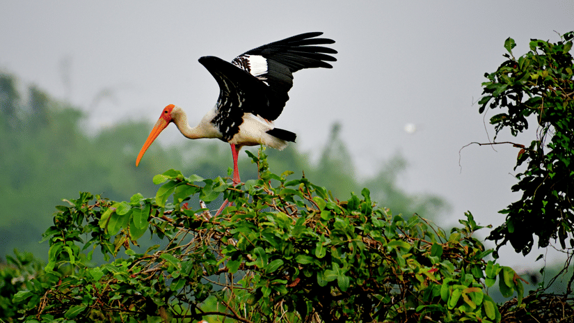 Painted stork standing on leafy branches with wings partly spread, showing black and white feathers, long orange beak and pink legs