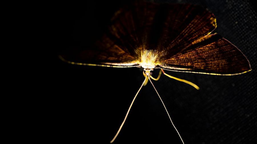 A photo of an insect with wings spread, illuminated by a light.