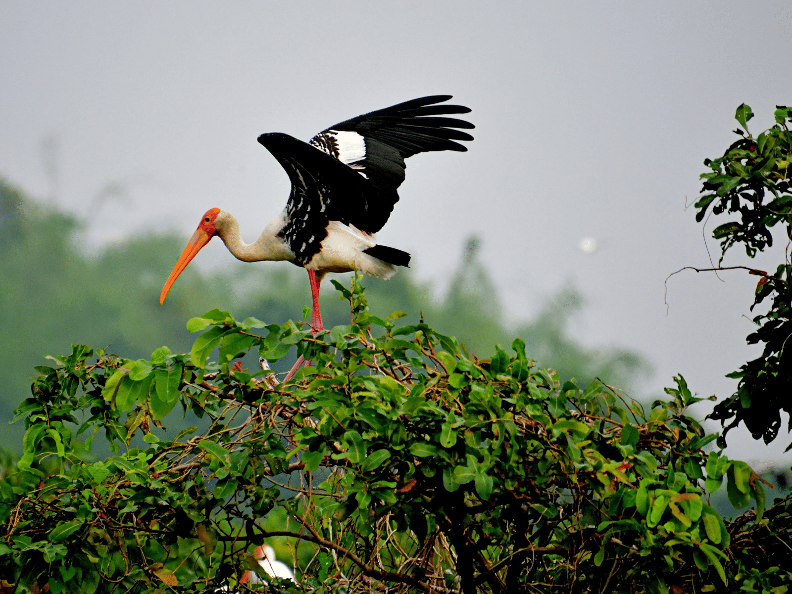 A painted stork glides above lush green foliage, highlighting the park’s thriving birdlife and peaceful natural surroundings at sunrise