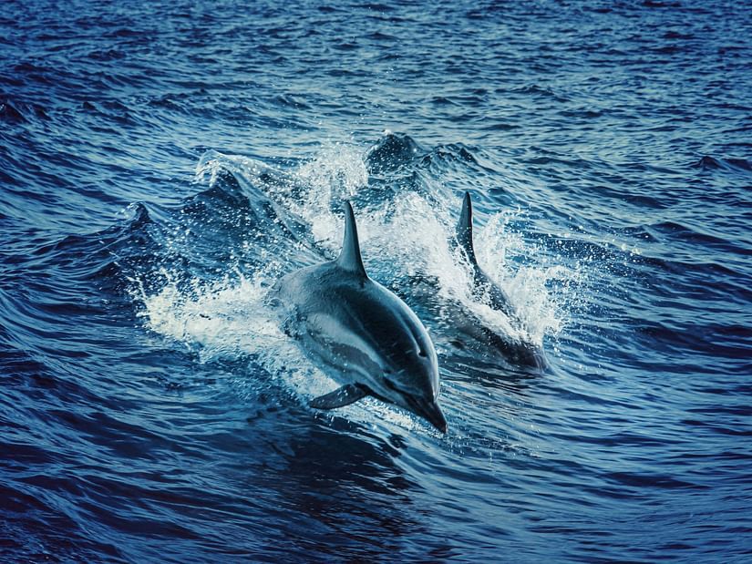 Dolphins gliding with the waves.