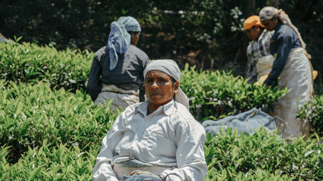 Four middle aged women picking tea leaves wearing head scarves and shirts.