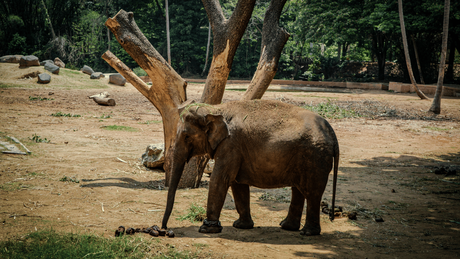 A view of an elephant calf walking on a dry land near a tree with greenery in the background.