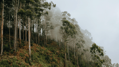 Tall, thin trees line a steep hillside as thick white mist rolls through the forest under a grey, overcast sky.