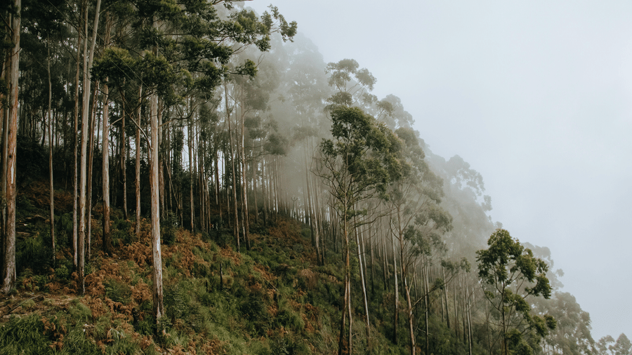 Tall, thin trees line a steep hillside as thick white mist rolls through the forest under a grey, overcast sky.