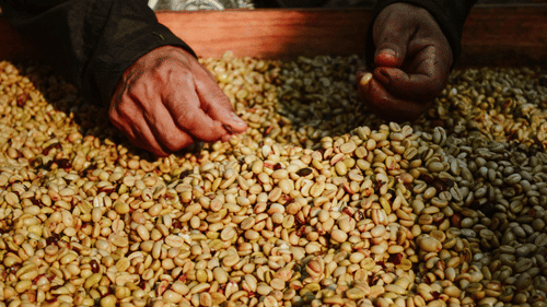 A person carefully sort through a large pile of light-coloured coffee beans laid out on a flat wooden surface.