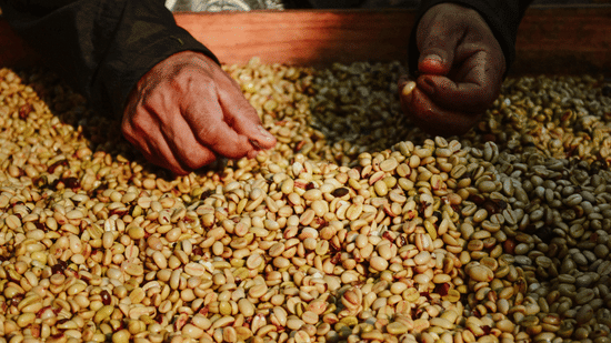 A person carefully sort through a large pile of light-coloured coffee beans laid out on a flat wooden surface.