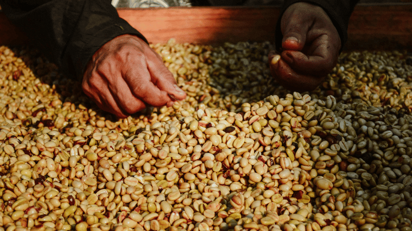 A person carefully sort through a large pile of light-coloured coffee beans laid out on a flat wooden surface.