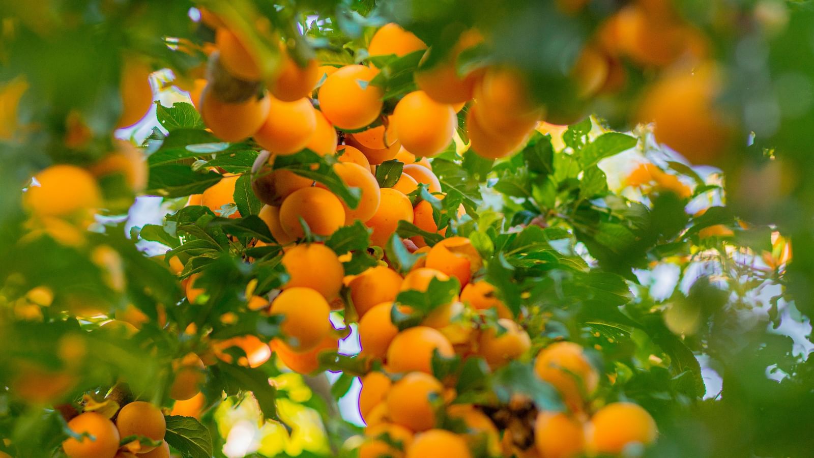 A bunch of ripe apricots hanging from tree branches, with green leaves surrounding them.