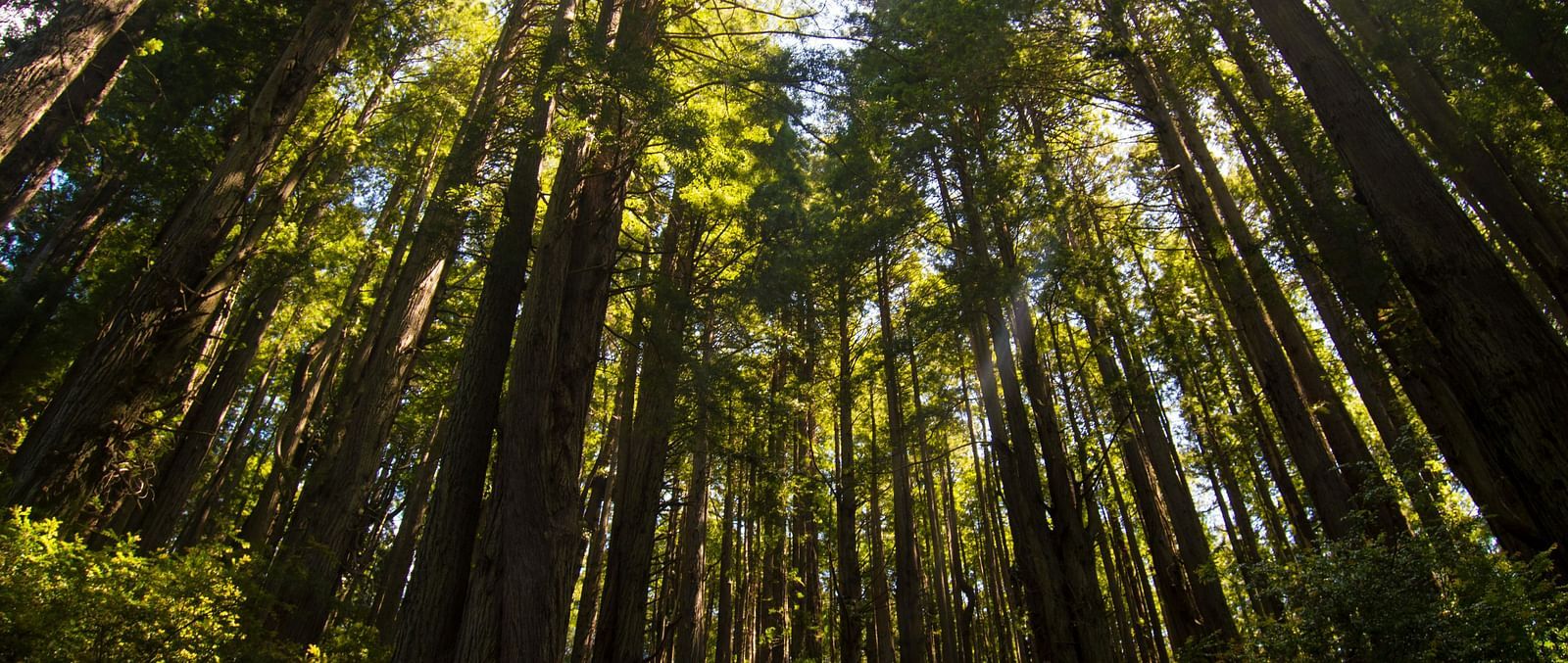 A view of a forest canopy