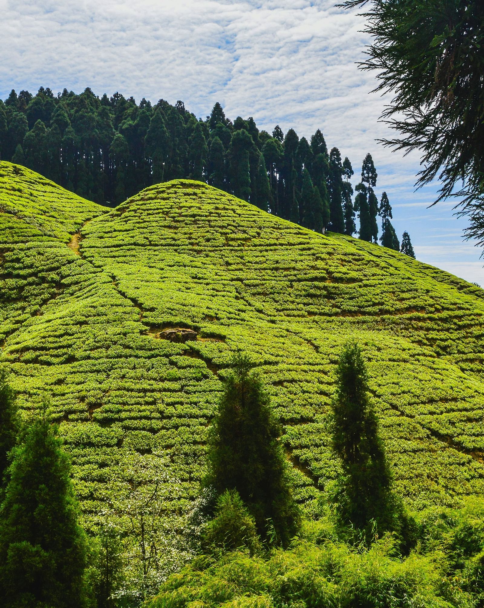 Tea garden on a hill in Darjeeling with a cloudy blue sky above. 