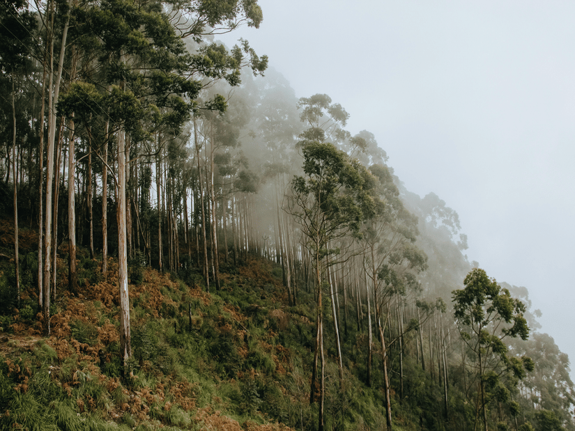 Tall, thin trees line a steep hillside as thick white mist rolls through the forest under a grey, overcast sky.