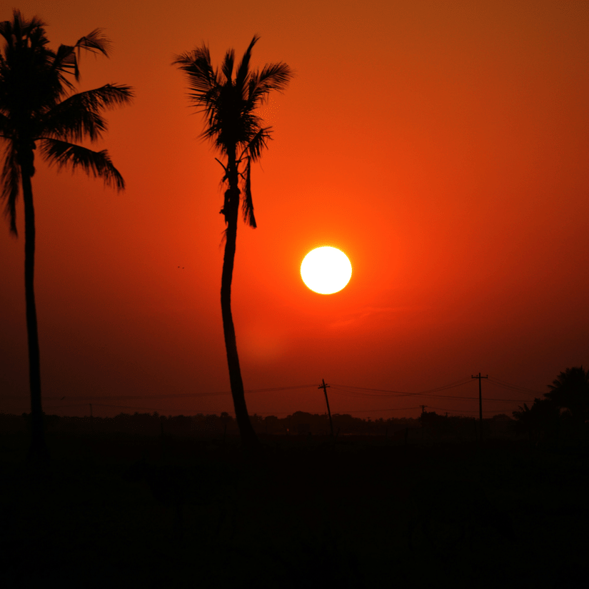 Silhouette of two palm trees against a dramatic orange and red sunset sky with a bright, round sun