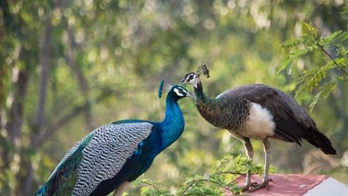 peafowl in Bandipur National Park