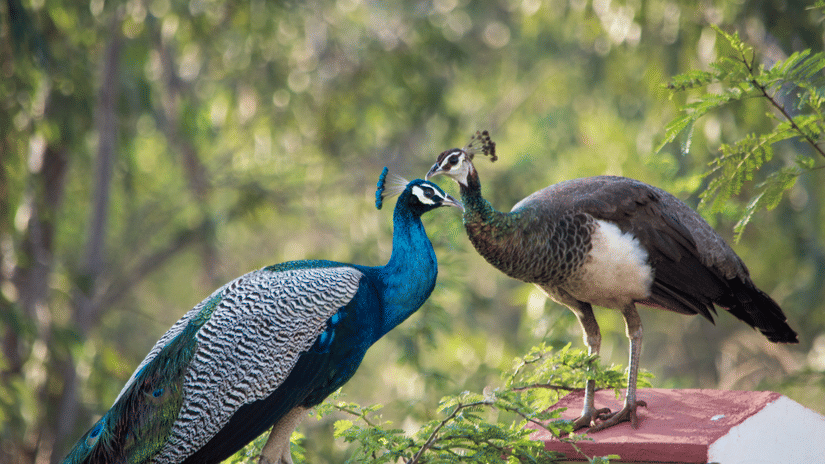 Male and female Indian peafowl perched together, displaying vibrant blue and iridescent plumage amid forest greenery.