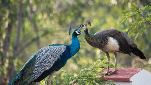 Male and female Indian peafowl perched together, displaying vibrant blue and iridescent plumage amid forest greenery.