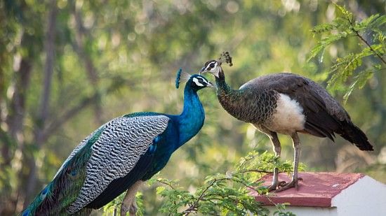 peafowl in Bandipur National Park