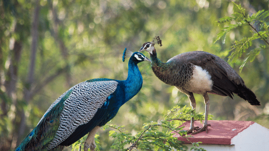 Male and female Indian peafowl perched together, displaying vibrant blue and iridescent plumage amid forest greenery.