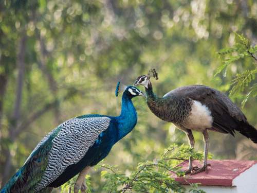 Male and female Indian peafowl perched together, displaying vibrant blue and iridescent plumage amid forest greenery.