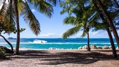 beach side with trees and clear blue sky 