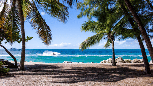 beach side with trees and clear blue sky 