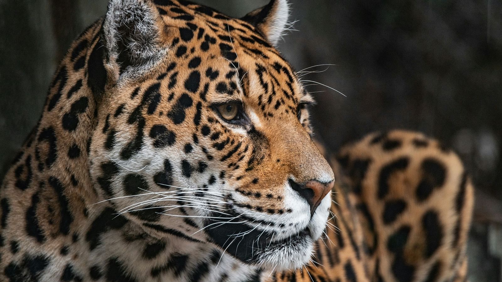 Close-up of a leopard with striking eyes and a sleek spotted coat.