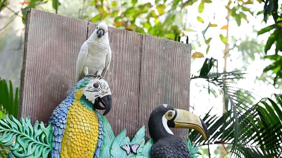 Bird perched on a bird statue with green plants in the background.