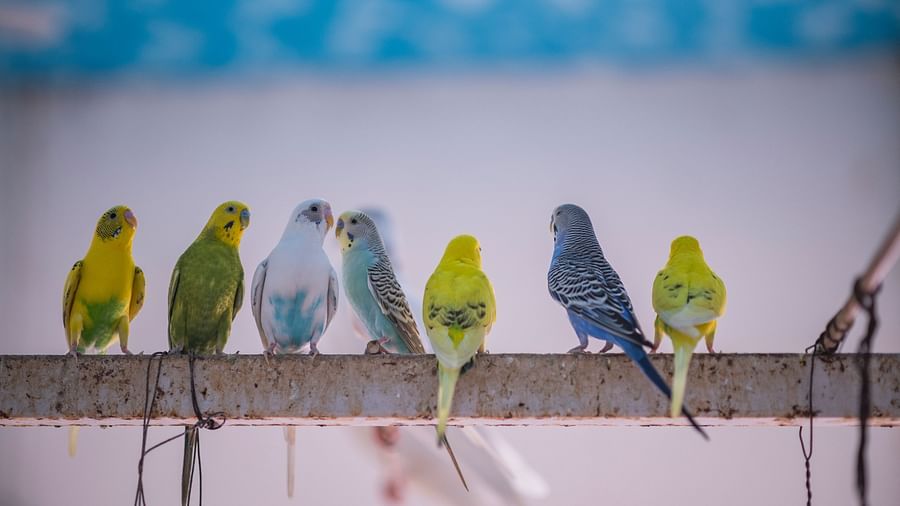 Several small birds of different types are lined up on a narrow perch, facing left, likely part of the environment at Clarks Safari Kheda.