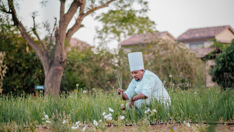 Chef in a white uniform and tall hat kneeling in a garden amongst flowers and foliage. Trees are visible in the blurred background - Clarks Safari, Pushkar