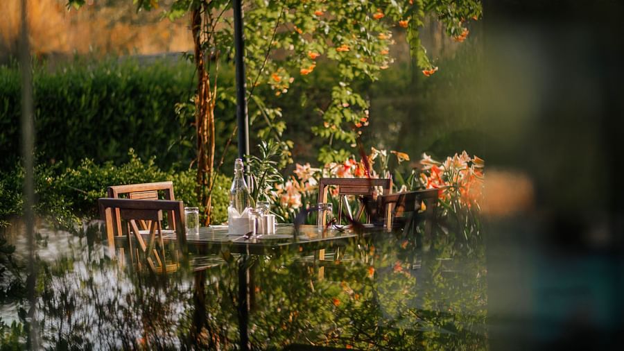 Close-up of lush green vines and colorful flowers cascading down, possibly outdoors. The background is softly blurred - Clarks Safari, Pushkar
