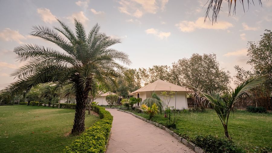 A winding stone pathway leads towards a white, tented cottage in a green lawn dotted with palm trees under a pastel sky at dusk or dawn - Clarks Safari, Ranthambore