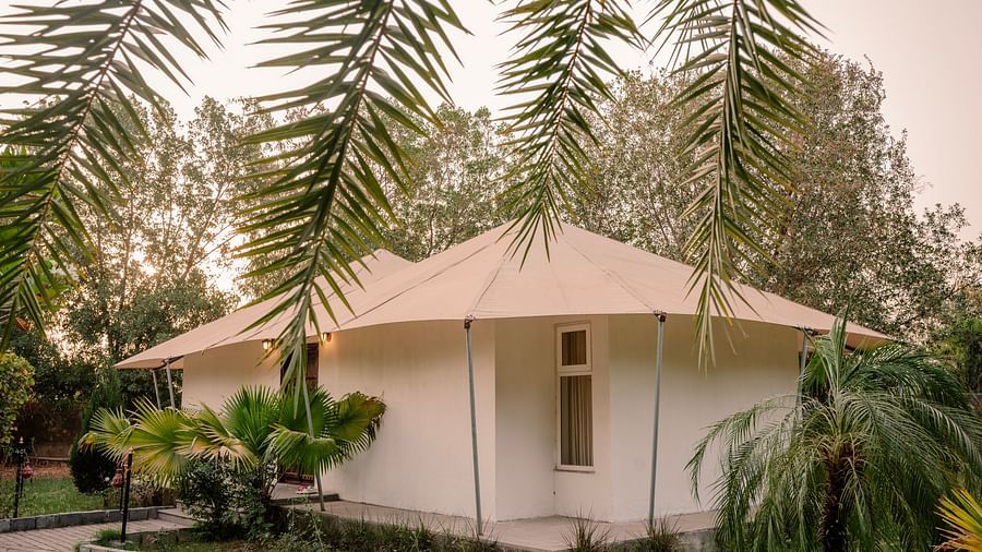 A cosy, white tented cottage with a rounded roof is partially visible, framed by lush green foliage and palm fronds under a soft, overcast sky - Clarks Safari, Ranthambore