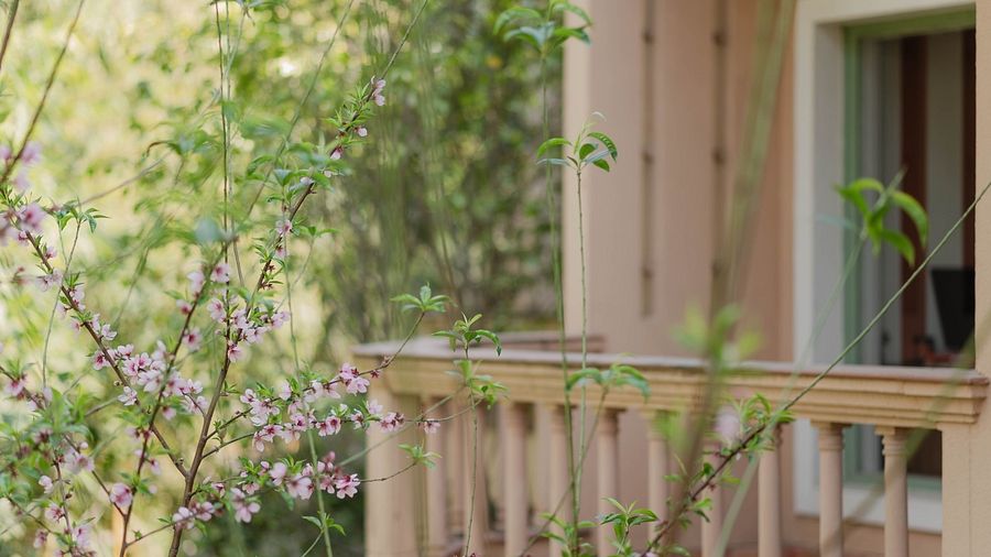 A view of a balcony with plants and partial wall of a building at Karma Chalets.