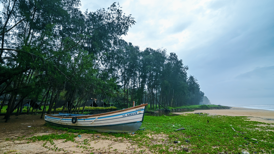 A weathered blue and white fishing boat rests on a strip of sand and green grass beside a dense line of tall, dark pine trees under a cloudy sky.